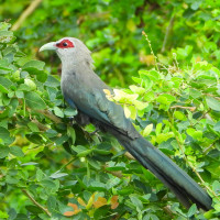 Green-billed Malkoha